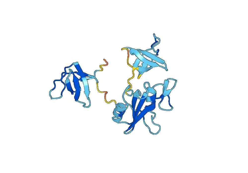 Anti-HCV NS1/gp68/gp70/Envelope glycoprotein E2 Antibody (1:7#)