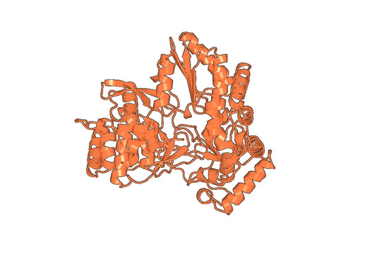 Anti-HCV ssRNA & Genome polyprotein Antibody (Fab HCV2)
