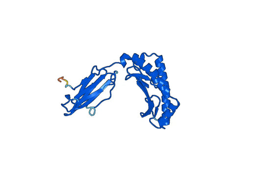 Anti-HLA-C Polyclonal antibody