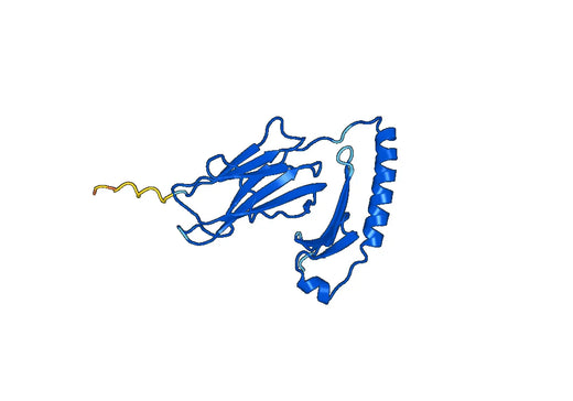 Anti-HLA-DRA Polyclonal antibody