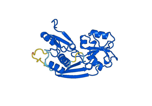 Anti-HMBS Polyclonal antibody