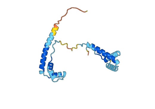 Anti-HMGB2 Polyclonal antibody