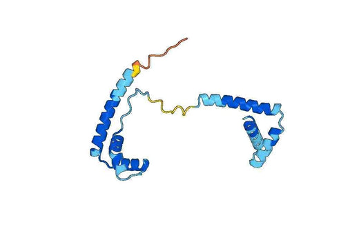 Anti-HMGB3 Polyclonal antibody