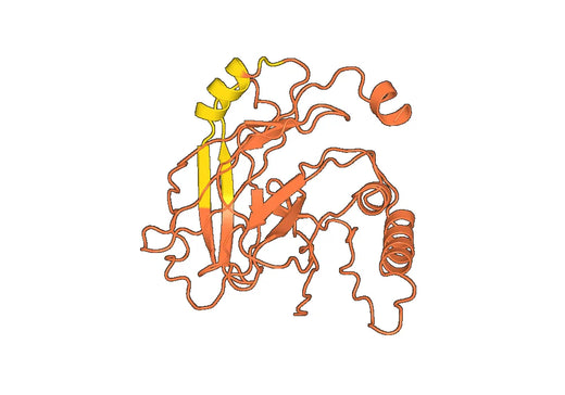 Anti-HMPV Matrix protein/M Polyclonal Antibody