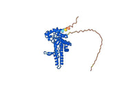 Anti-Honeybee Hyaluronidase/Hya Antibody (21E11#)