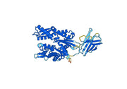Anti-HSPA14 Polyclonal antibody