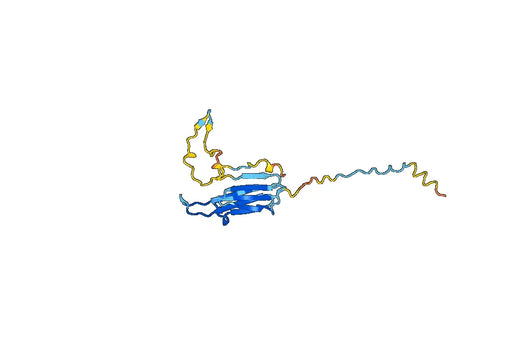 Anti-HSPB2 Polyclonal antibody