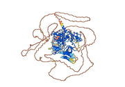 Anti-Human ABL1/p150 Antibody (SAA0785)