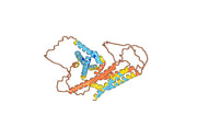 Anti-Human APOL1 NTD Antibody (3B6)