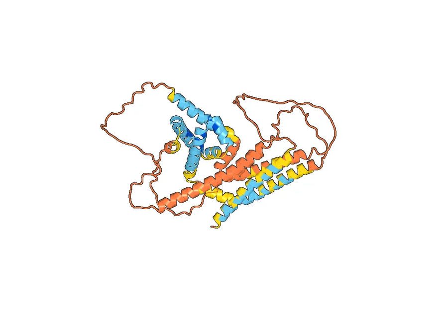 Anti-Human APOL1 NTD Antibody (3B6)