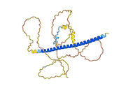 Anti-Human ATF4/CREB2 Antibody (SAA0818)