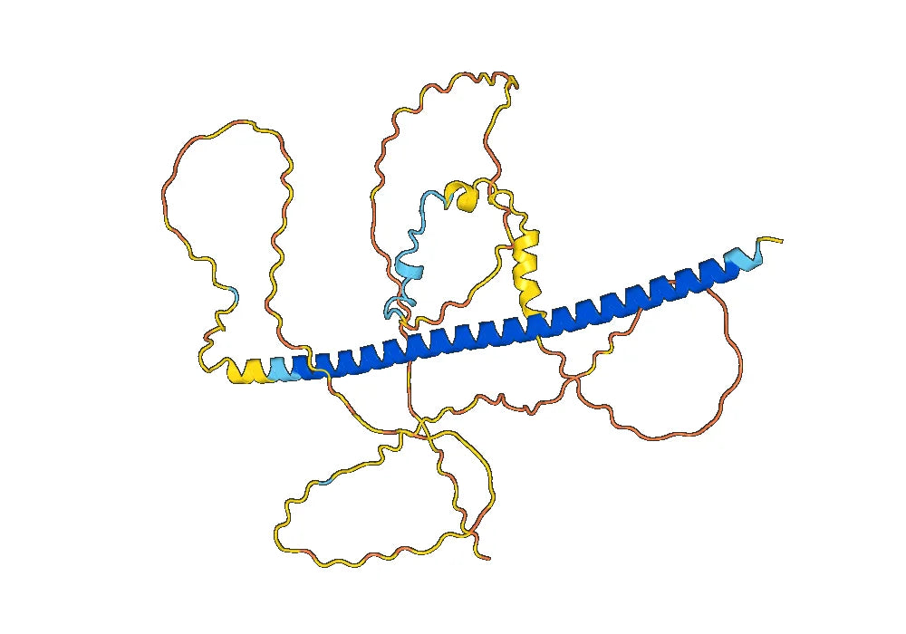 Anti-Human ATF4/CREB2 Antibody (SAA0818)