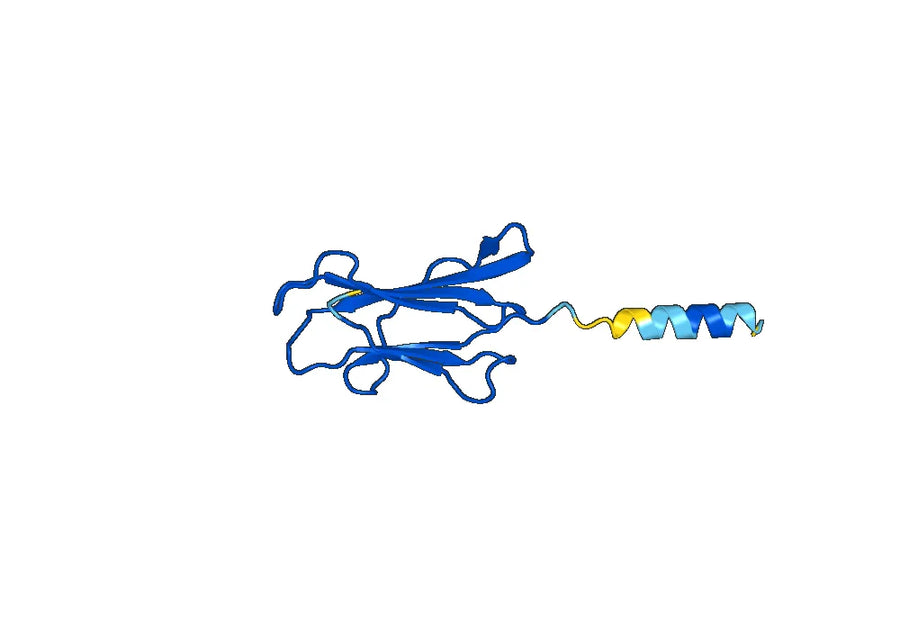 Anti-Human B2M/Beta-2-microglobulin VHH (SAA1047)