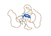 Anti-Human BAG3 Antibody (SAA0529)