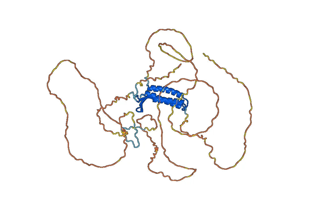 Anti-Human BAG3 Antibody (SAA0529)