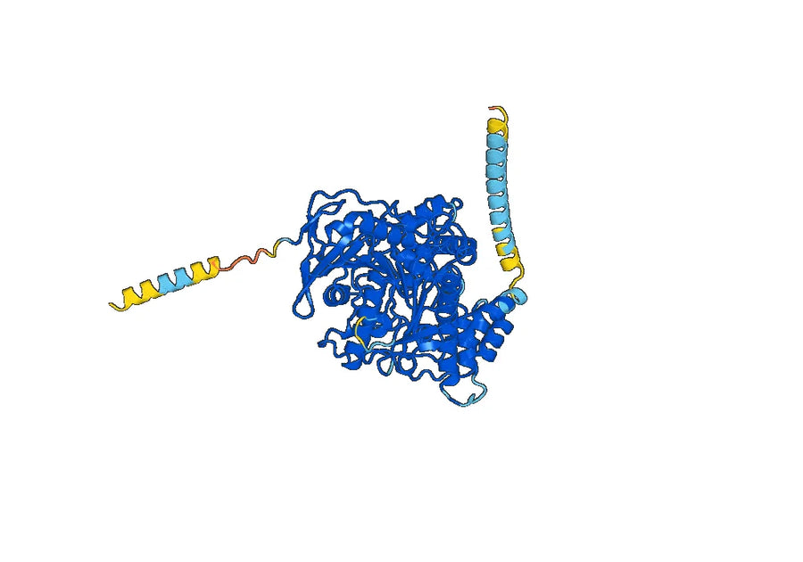 Anti-Human BCHE/CHE1 Antibody (SAA0495)