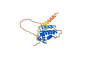 Anti-Human BCL2 VHH (SAA1206)