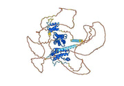 Anti-Human BRD2 IP Antibody (SAA0190)