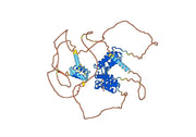 Anti-Human BRD3 IP Antibody (SAA0191)
