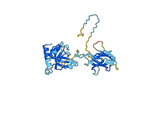 Anti-Human C3c Polyclonal Antibody
