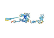 Anti-Human C6/Complement C6 Antibody (SAA0492)