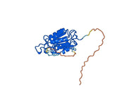 Anti-Human CASP3/Caspase-3 VHH (SAA1223)