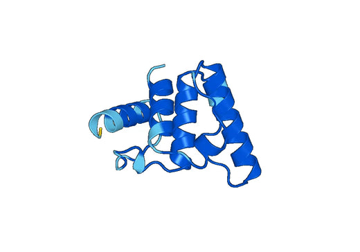 Anti-Human CCDC22 Polyclonal Antibody