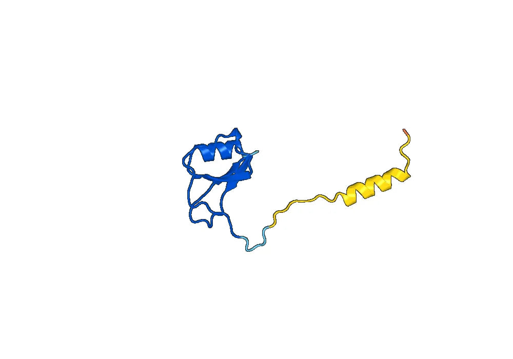 Anti-Human CCL14/NCC-2 Antibody (SAA0459)
