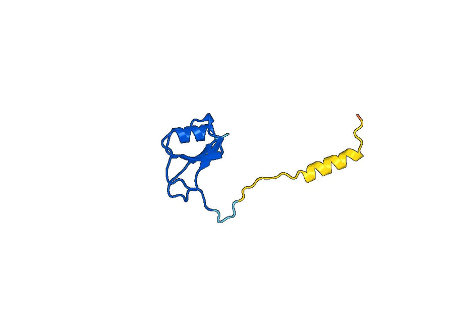 Anti-Human CCL14/NCC-2 Antibody (SAA0459)
