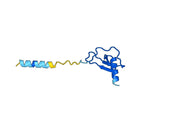 Anti-Human CCL17/TARC Antibody (SAA0460)