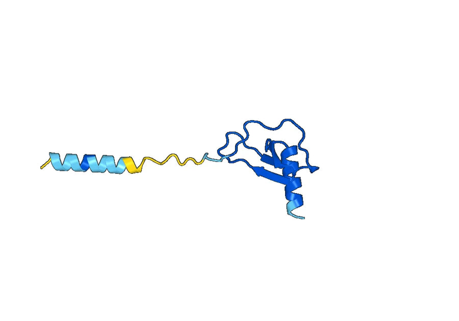 Anti-Human CCL17/TARC Antibody (SAA0460)