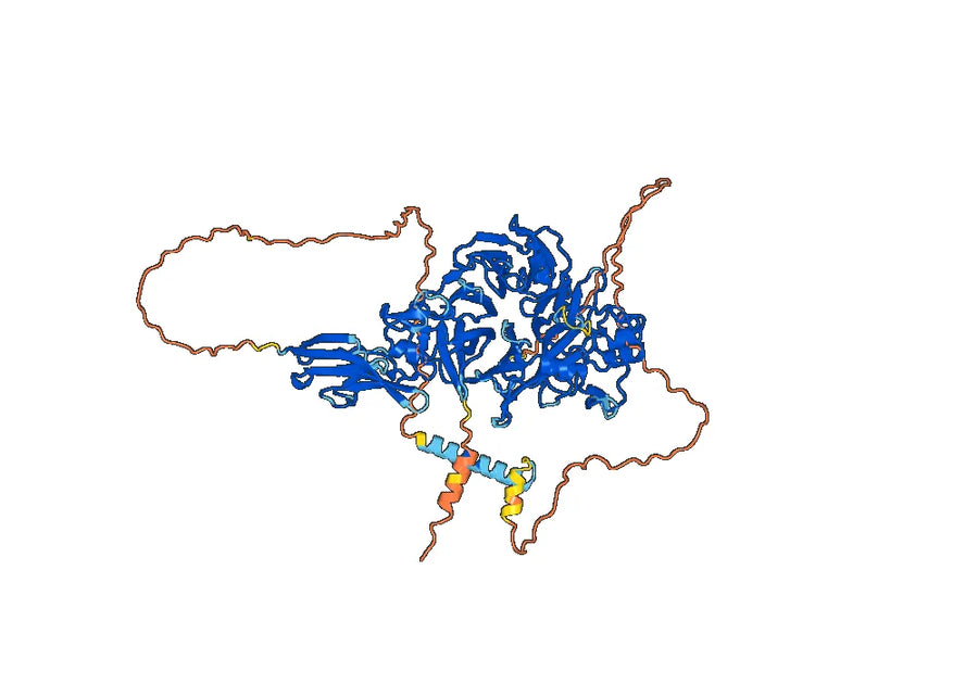 Anti-Human CD100/SEMA4D Antibody (SAA0331)