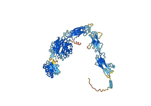 Anti-Human CD11b/ITGAM VHH (SAA1302)