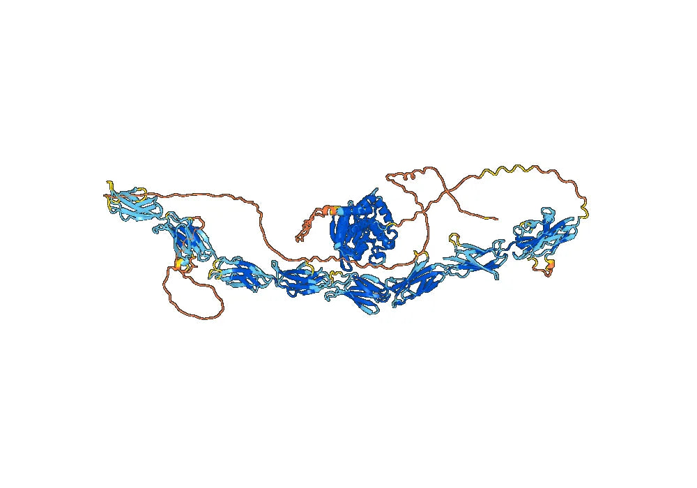 Anti-Human CD148 Antibody (AB-2)