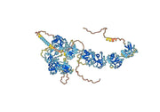 Anti-Human CD163 Antibody (AB101)