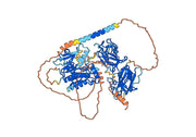 Anti-Human CD167a/DDR1 Antibody (SAA0826)