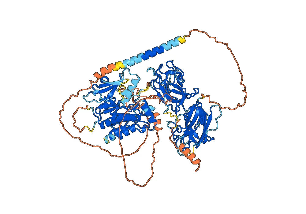 Anti-Human CD167a/DDR1 Antibody (SAA0826)