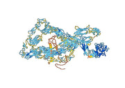 Anti-Human CD175/TNC Antibody (F16)