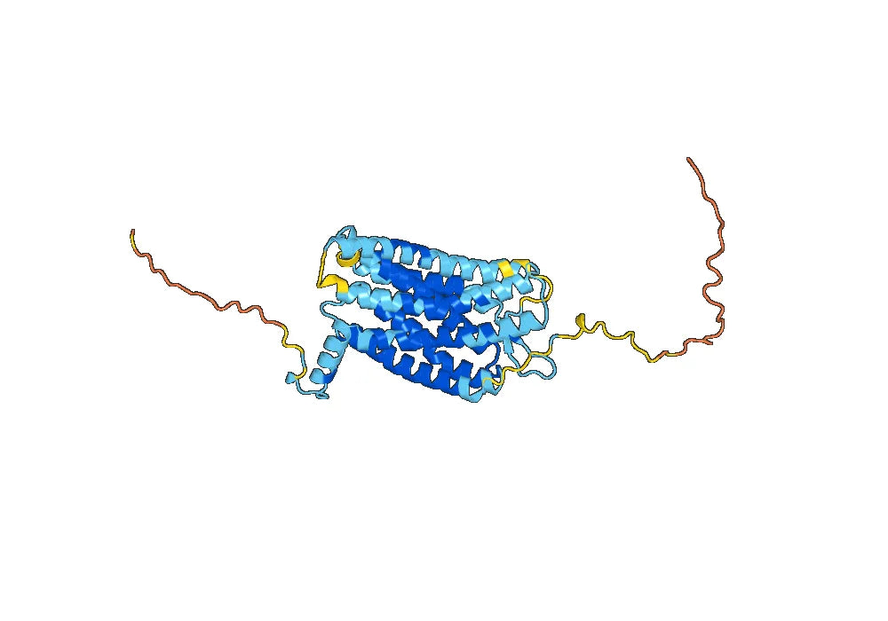 Anti-Human CD182/CXCR2 VHH (SAA1360)