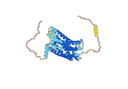 Anti-Human CD183/CXCR3 Antibody (5H7)