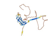 Anti-Human CD19 Antibody (FMC63)
