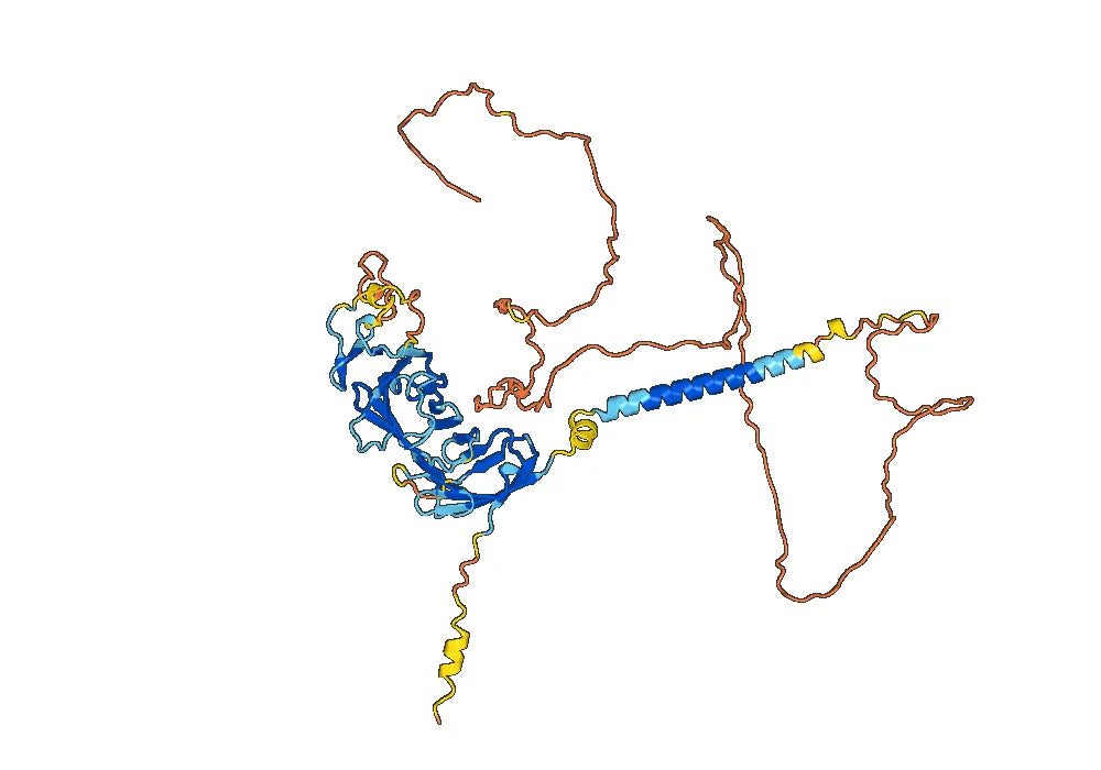 Anti-Human CD19 Antibody (FMC63)
