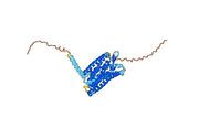 Anti-Human CD198/CCR8 Antibody (SAA1405)