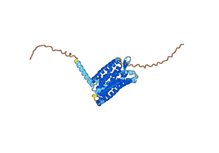 Anti-Human CD198/CCR8 Antibody (SAA1405)