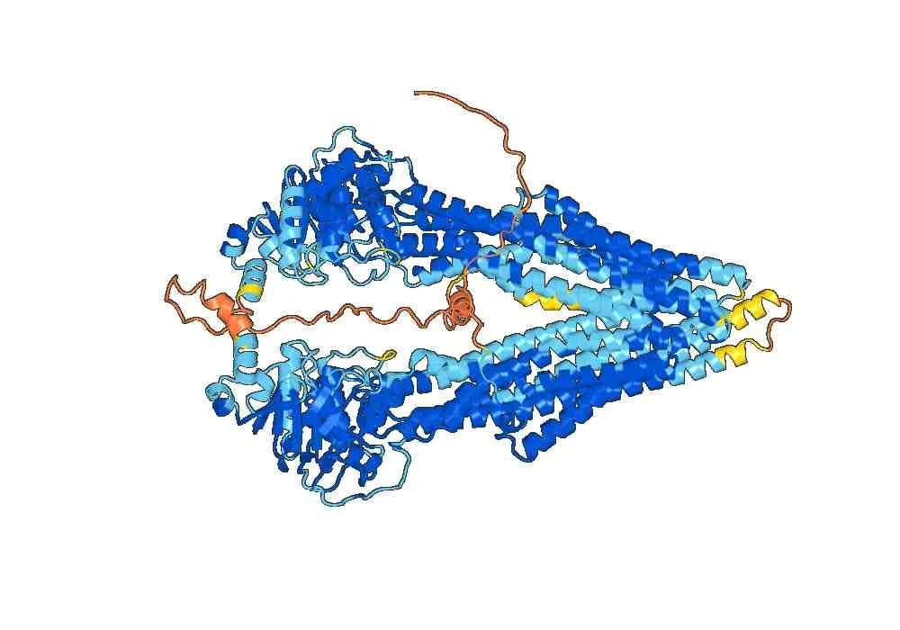 Anti-Human CD243/ABCB1 Antibody (MRK16)