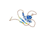 Anti-Human CD262/TNFRSF10B/TRAIL-R2 Antibody (SAA1413)
