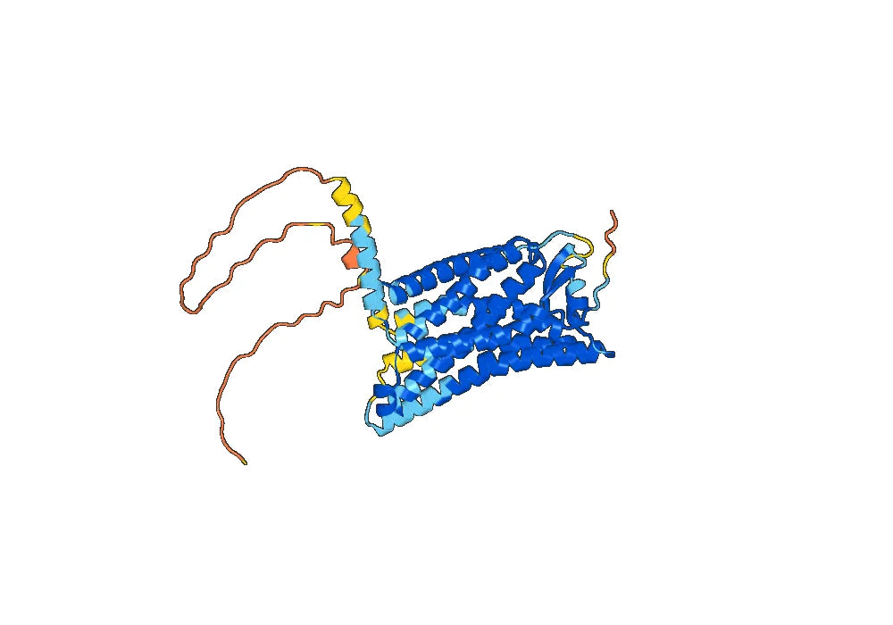 Anti-Human CD294/PTGDR2 Antibody (SAA0325)