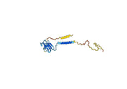 Anti-Human CD3 Antibody (SP34)