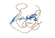 Anti-Human CD30/TNFRSF8 Antibody (SAA1390)