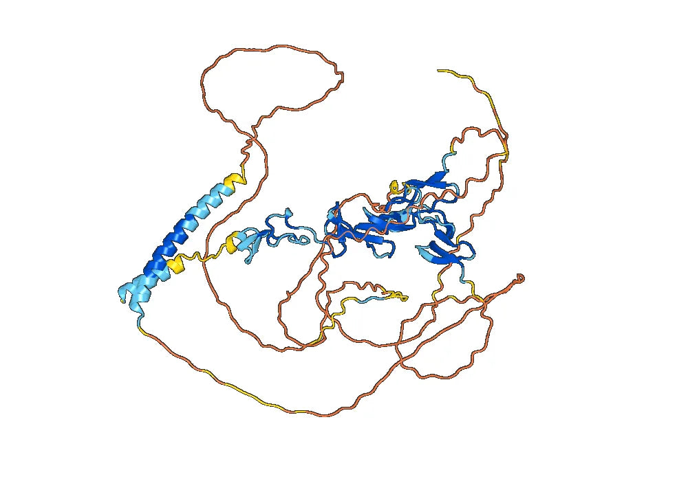 Anti-Human CD30/TNFRSF8 Antibody (SAA1390)